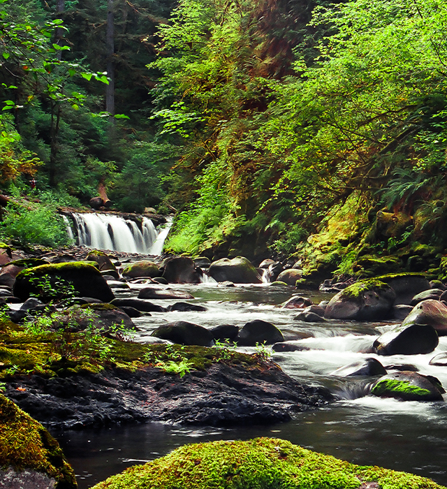 A forested, mountain stream in the Northwest.
